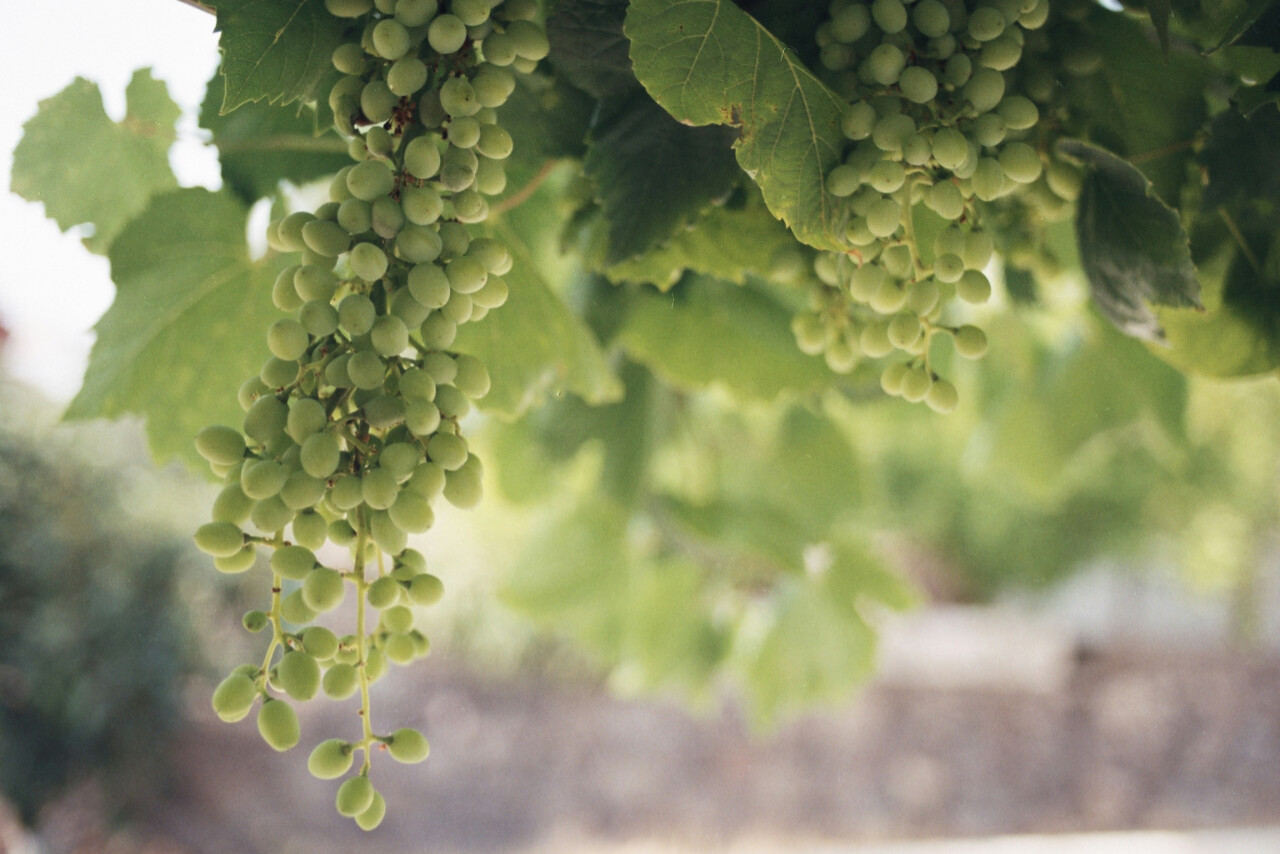 Beautiful white grapes